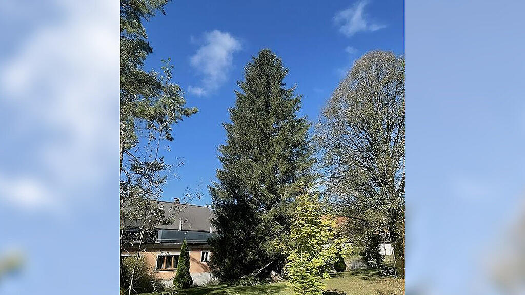 christbaum