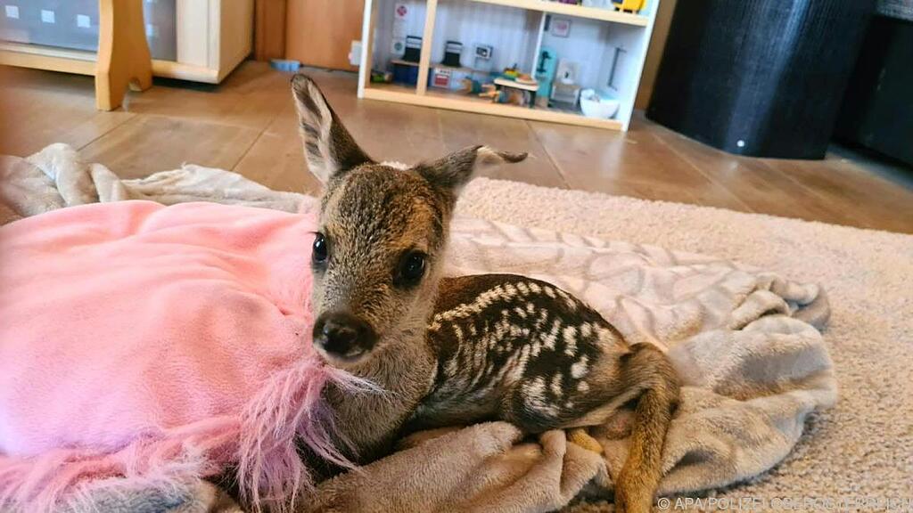 "Daisy" wird nun mit der Flasche aufgezogen