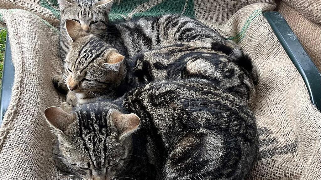 Weltkatzentag 2025