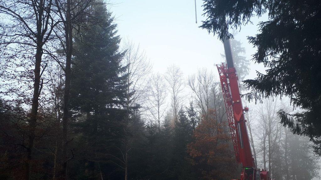 Christbaum für Salzburger Christkindlmarkt wird in Lamprechtshausen gefällt