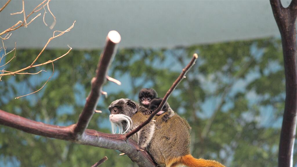 Kaiserschnurrbarttamarin Salzburg Zoo