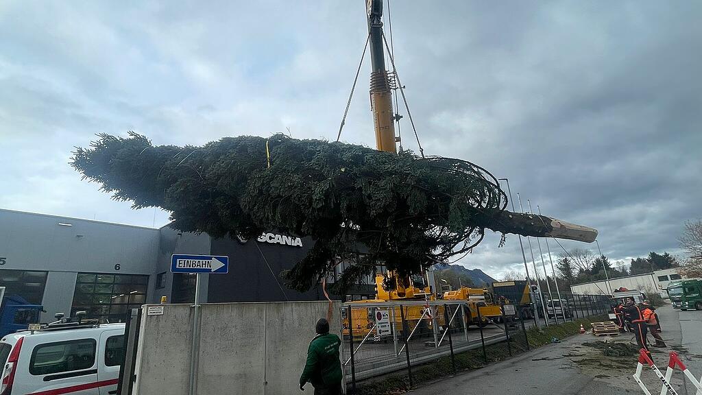 Christbaum wird verladen