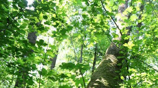 Eschensterben: Baumpflege in der Josefiau
