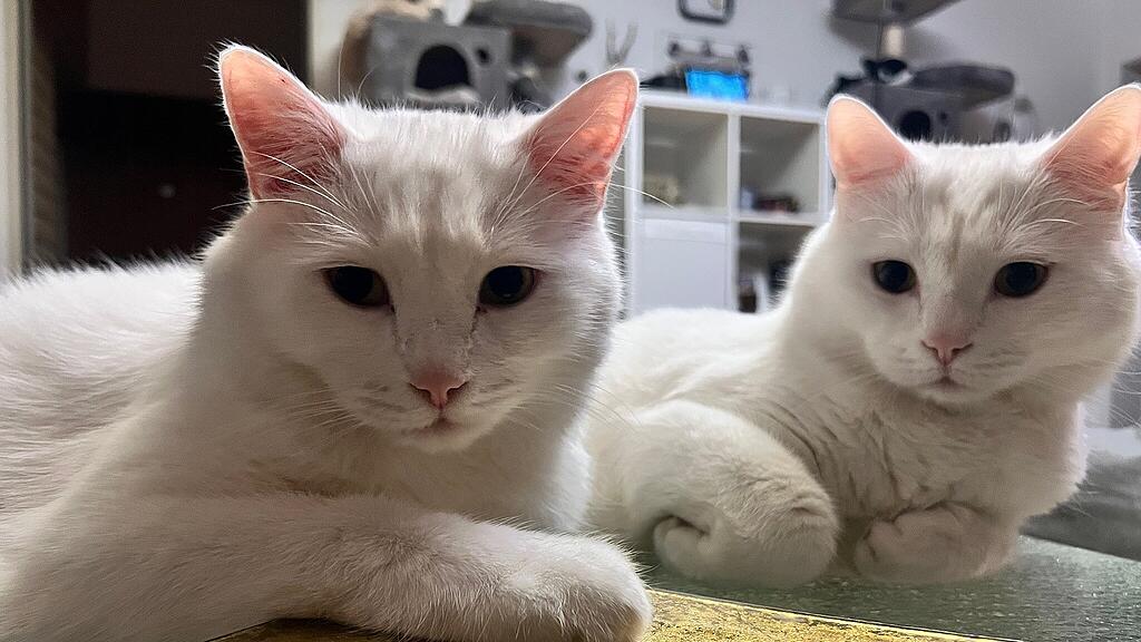 Weltkatzentag 2025