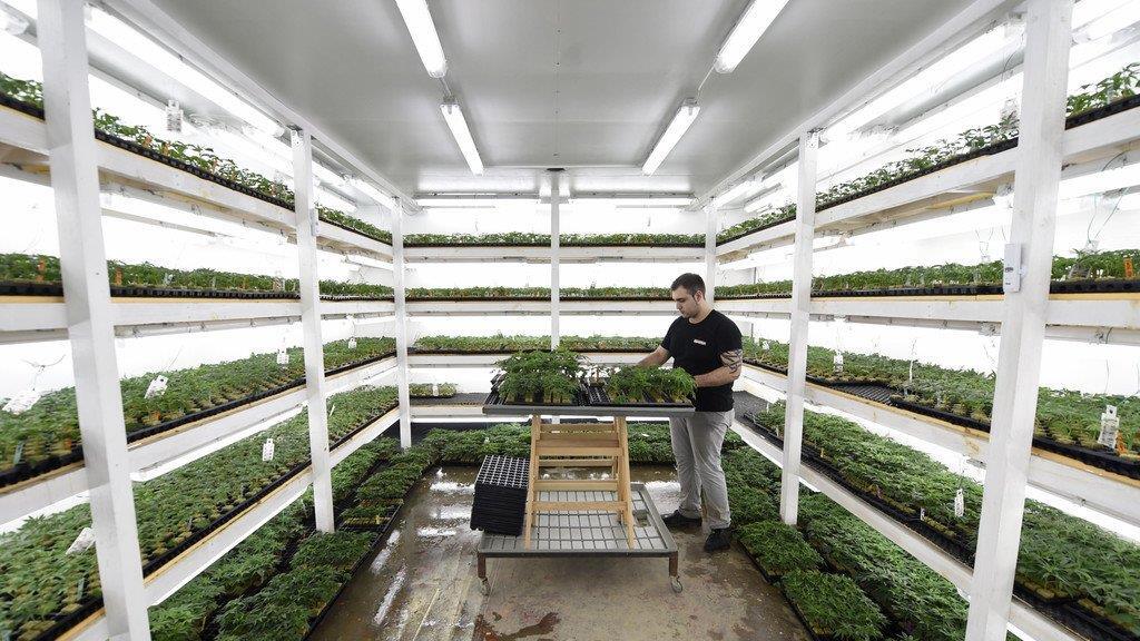 Legale Cannabiszucht