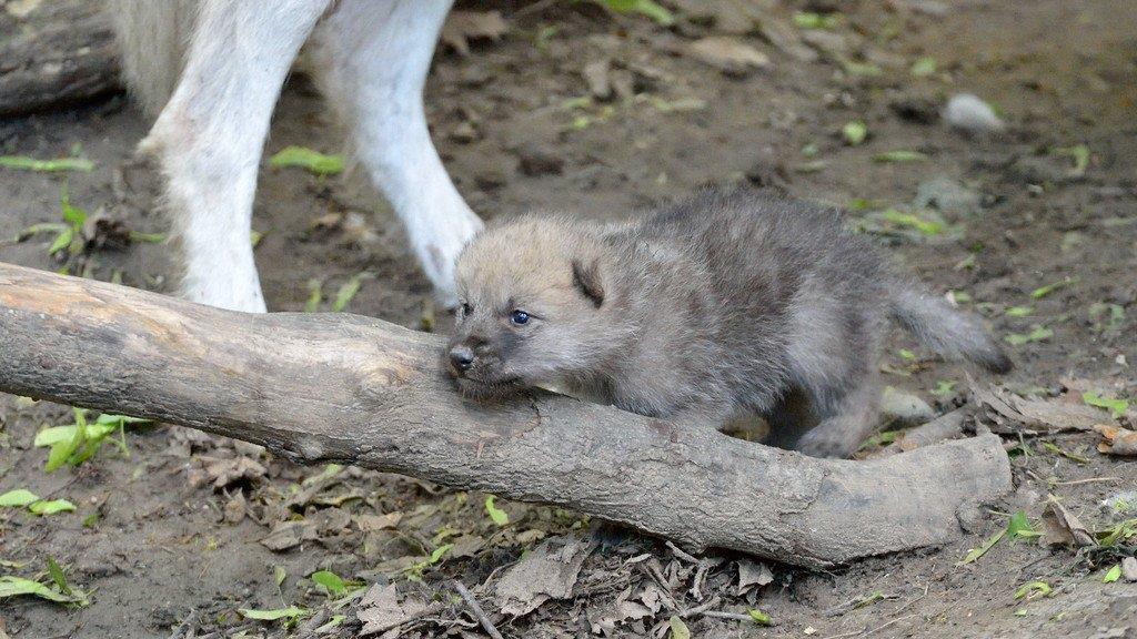 Nachwuchs: Arktische Wölfe in Schönbrunn haben fünf Babys