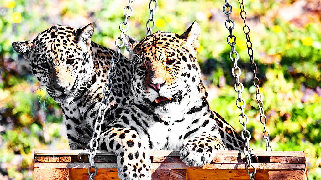 Andrang auf Zoo Hellbrunn