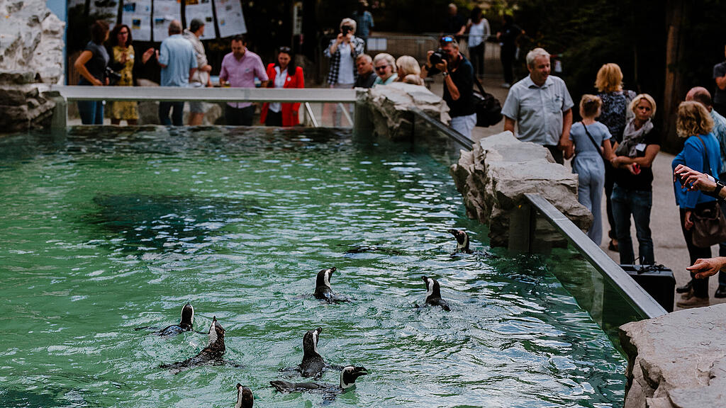 Zoo Salzburg, Brillenpinguin, Pinguin