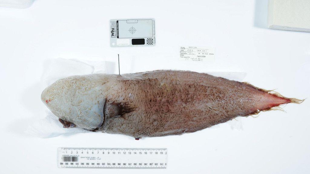 "Fisch ohne Gesicht" gefunden