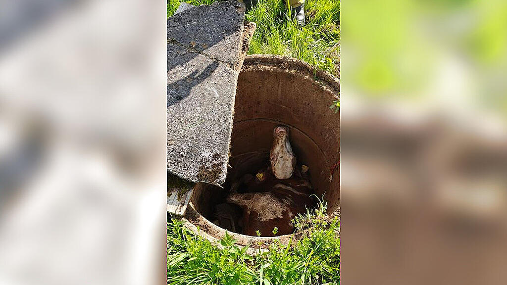 Kalb stürzt in Goldegg in Schacht