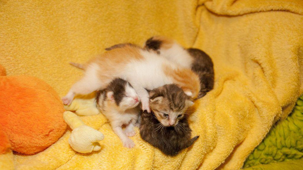 Gerettete Katzenbabys in Lochen