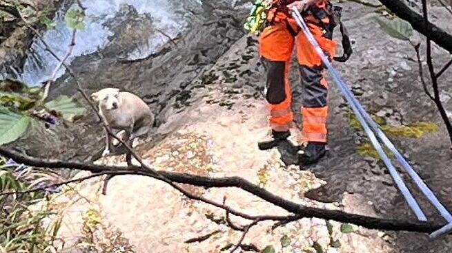 Abgestürzter Hund in Krimml gerettet