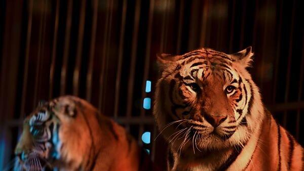 Immer noch werden Wildtiere im Zirkus gehalten