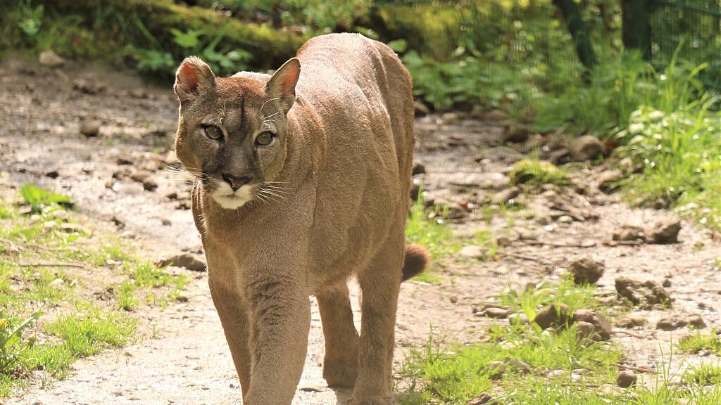 Puma Yagul