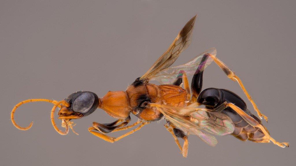 Die schrägsten neuentdeckten Tiere