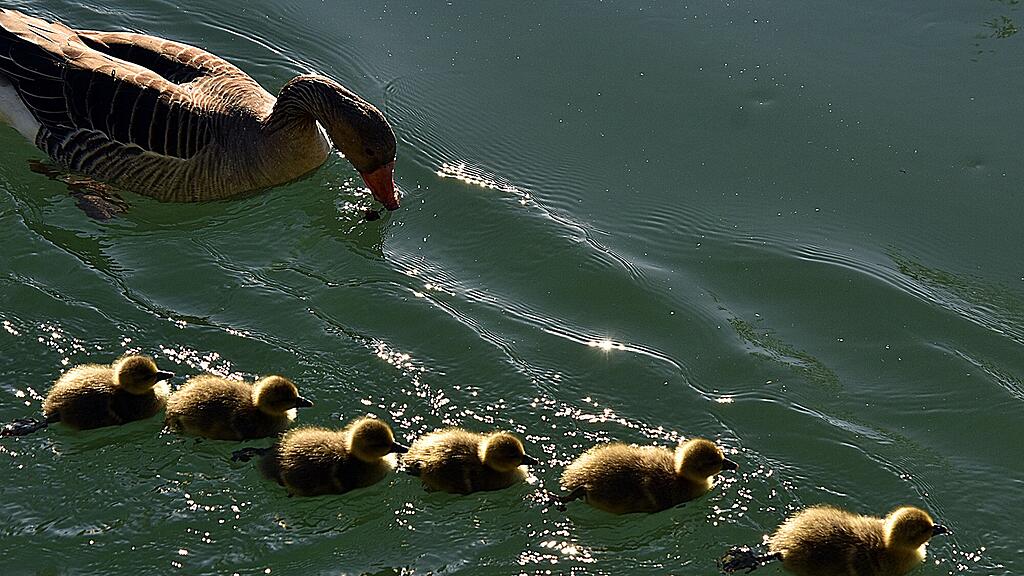 Enten Leopoldskron