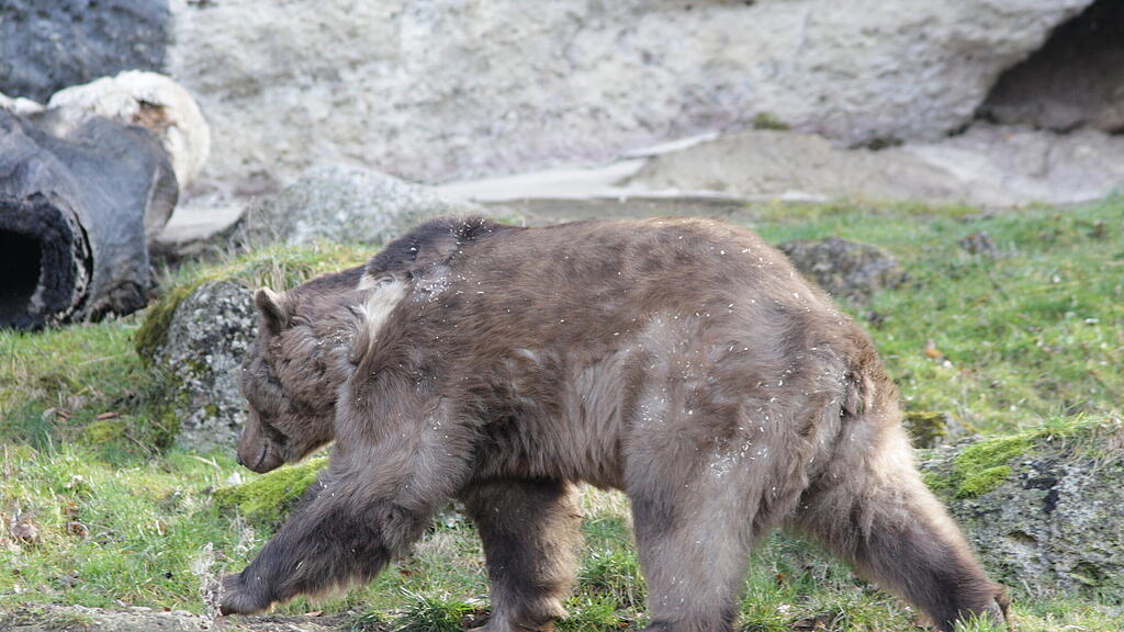 Braunbär Aragon