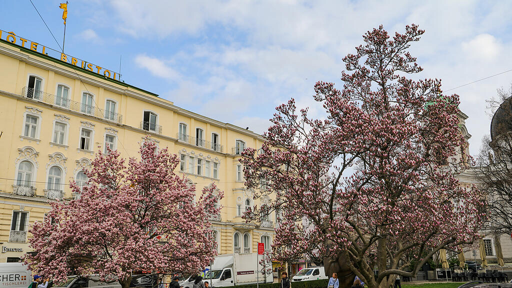 Magnolienbäume am Makartplatz