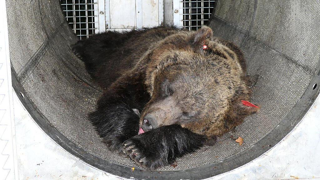 Bärin wurde nach dem Vorfall eingefangen