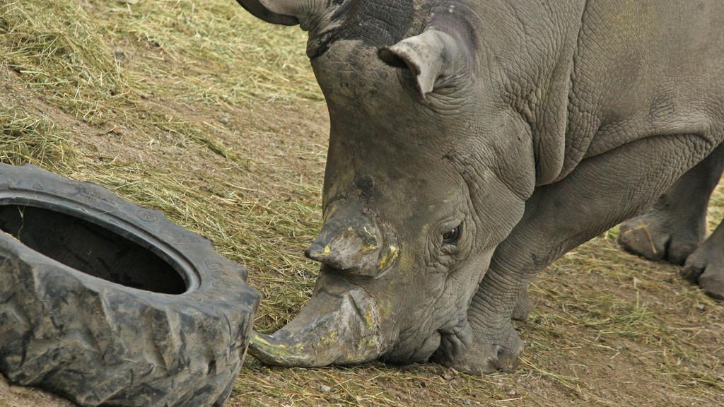 "Athos" spielt im Zoo