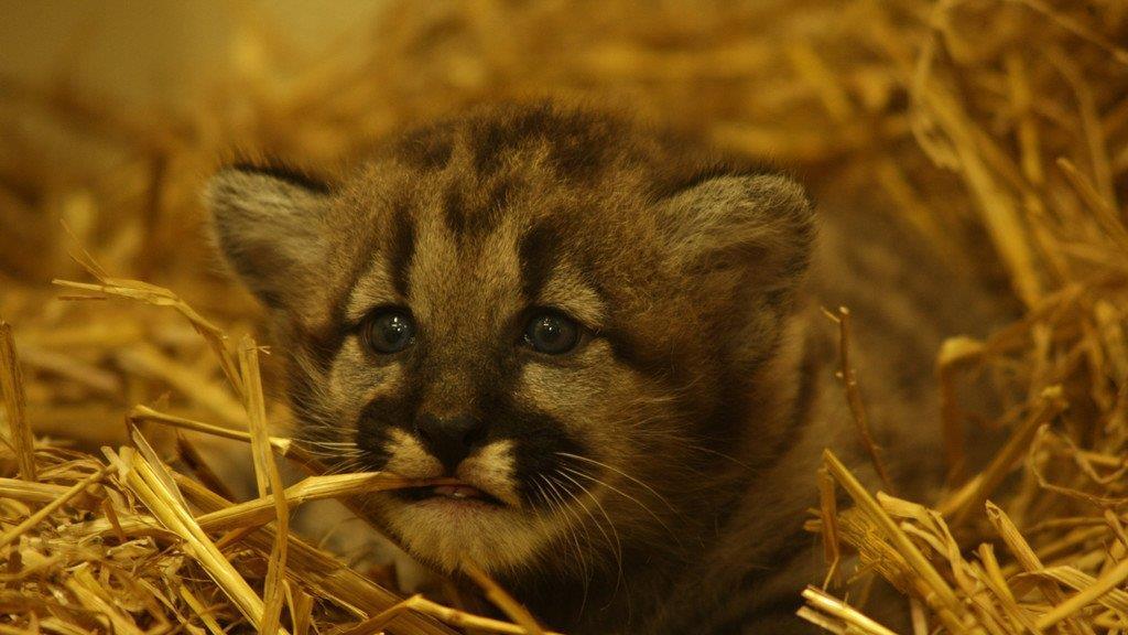 1 Monat Puma-Baby