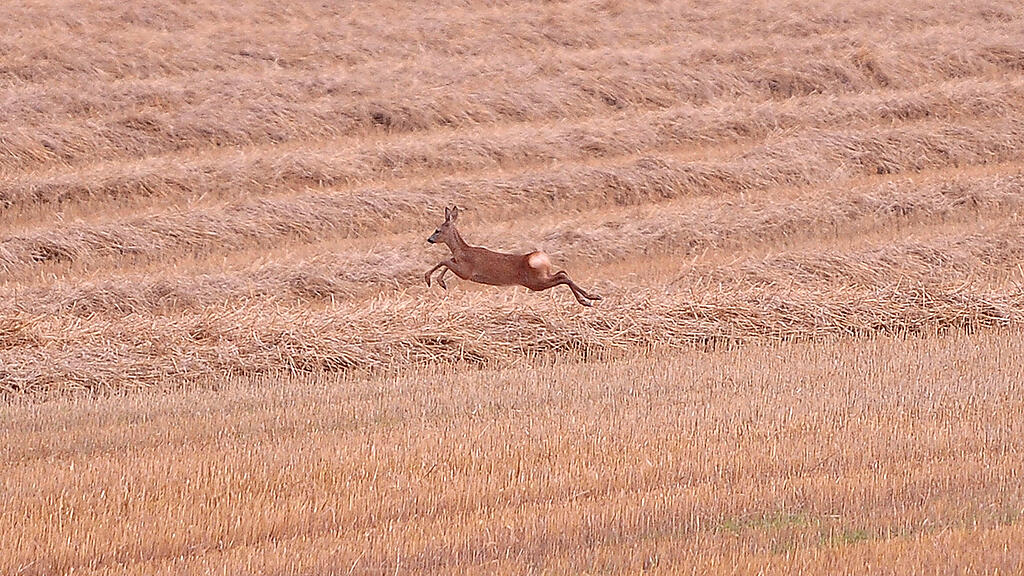 Reh, Wild, Tier, Jagd, Wilderer, SB