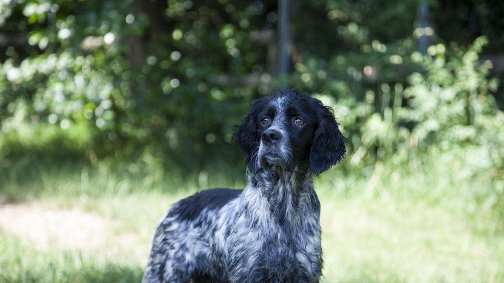 Neues Zuhause für Hunde in Lochen