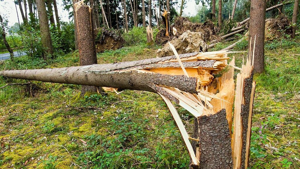 Der Mann wurde von einem umstürzenden Baum getroffen.