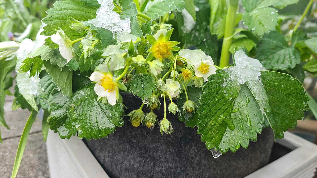 Schnee und Pflanzen im April