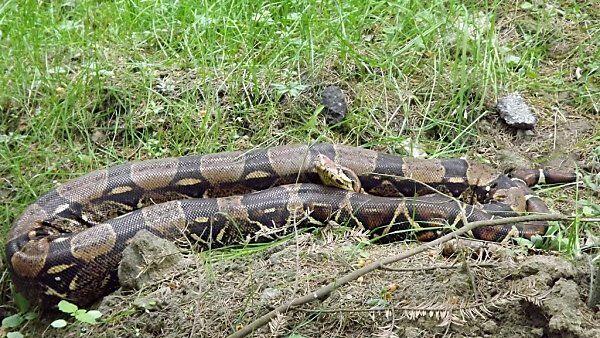 Spezialist fing die Python ein