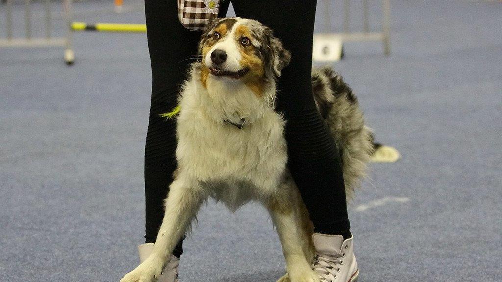 Festival der Hunde im Messezentrum Salzburg