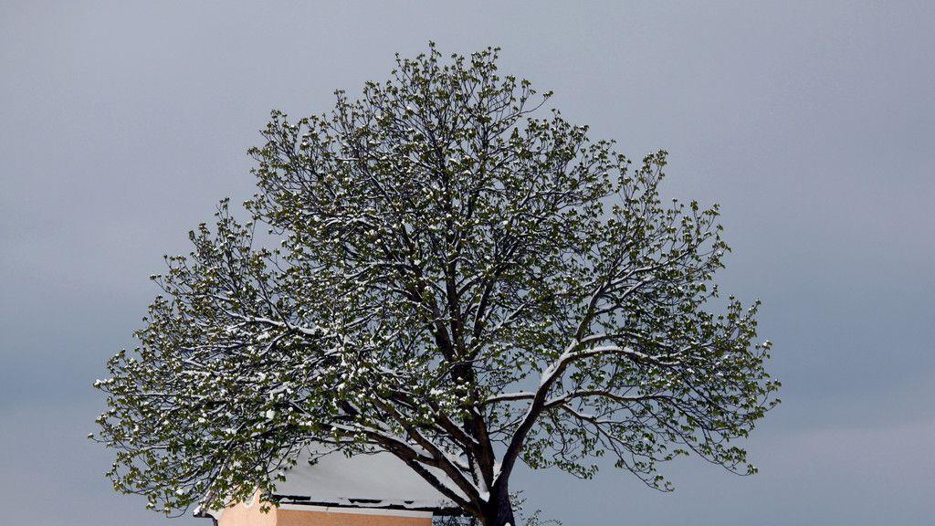 Wintereinbruch im Flachgau