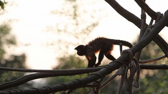 Viele Tiere sind im Sommer gerade in den Abendstunden besonders aktiv.