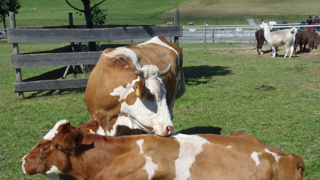 Impressionen der Tiere