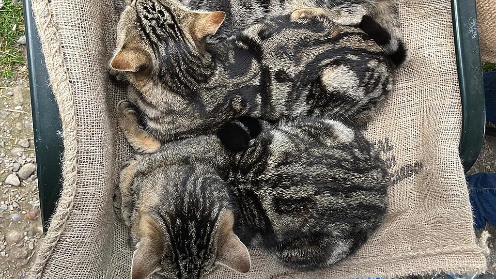 Weltkatzentag 2025