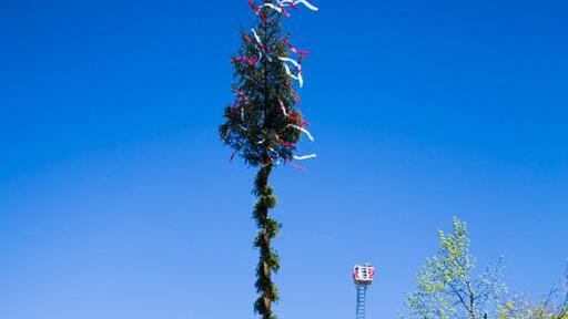 Maibaum in Anif