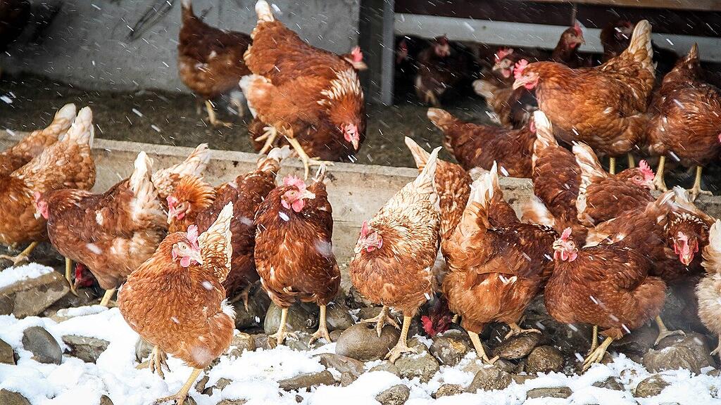SB: Henne, Huhn, Geflügelpest,