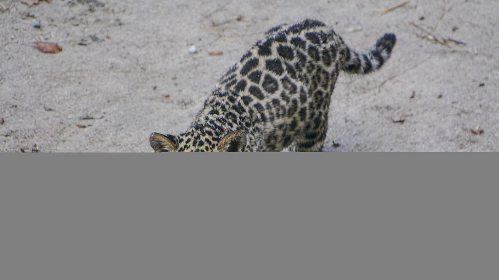 Jaguar-Baby wählt seinen Namen