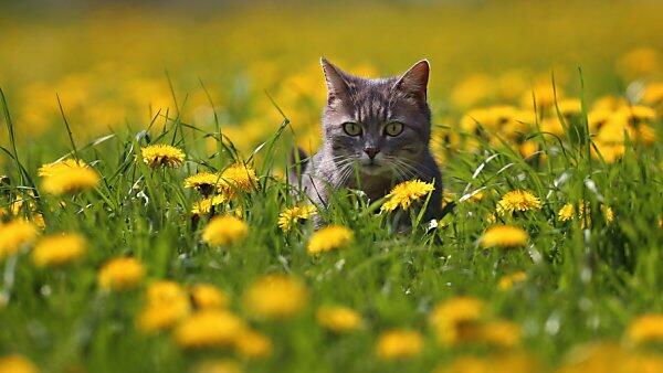 Binnen zwei Jahren verschwanden 52 Katzen in der Gemeinde
