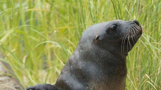 Die Erdmännchen sind die beliebtesten Tiere in Schönbrunn