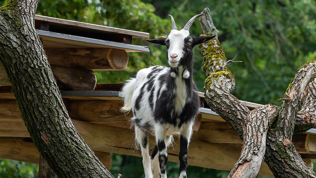 Streichelzoo Tiergarten Sch\u00f6nbrunn