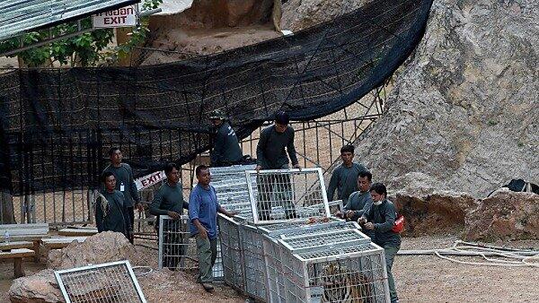 Die Tiger werden in ein Schutzgebiet gebracht
