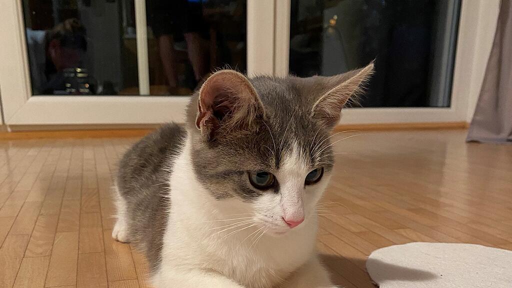 Zugelaufene Katze Hallwang