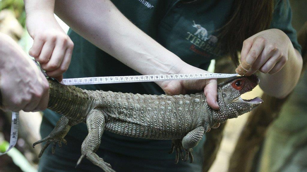 Tierbilder der Woche KW 52