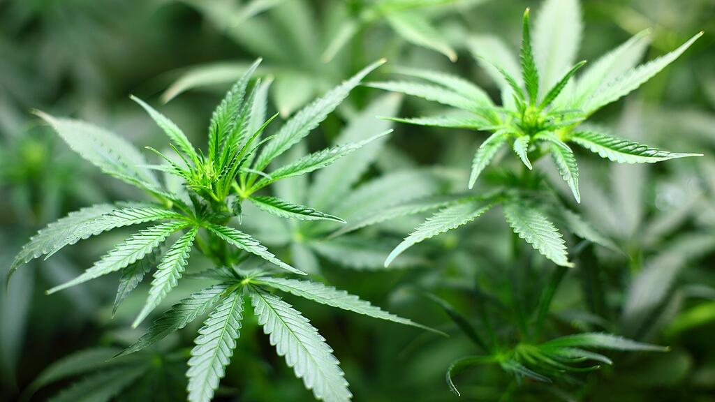 symb_cannabis