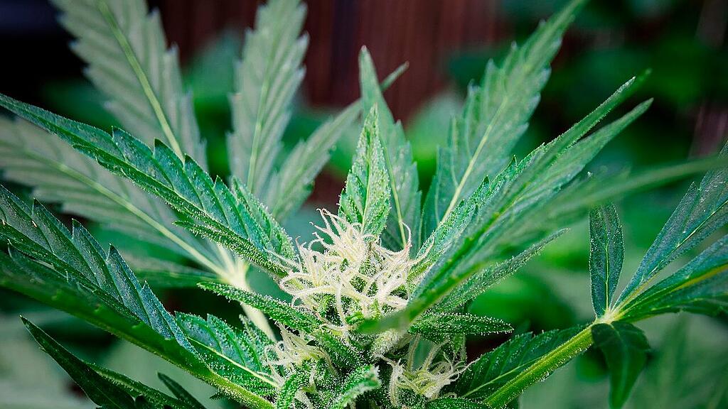 symb_cannabis symb_gras