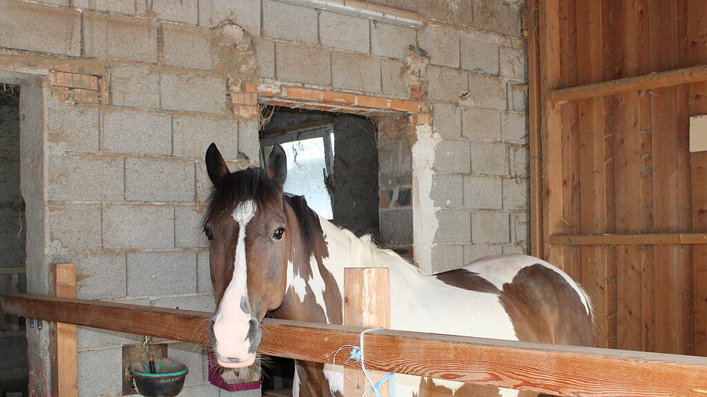 Pony-Club Salzburg