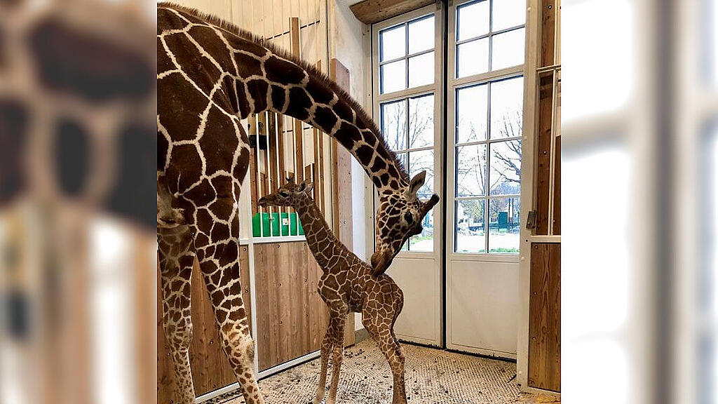 giraffe2 (1).jpg