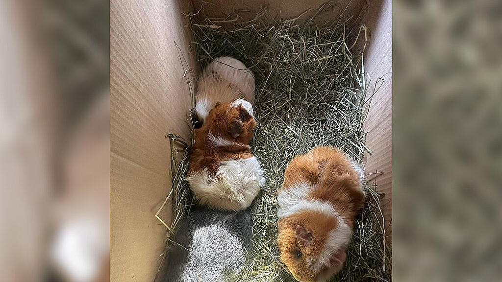 ausgesetzte Meerschweinchen