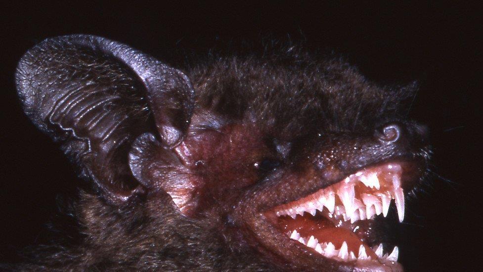 Die schrägsten neuentdeckten Tiere